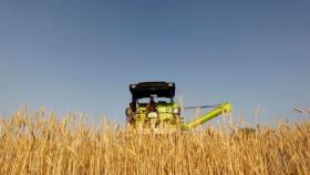Фуражная пшеница компенсирует сокращение поставок кукурузы в Азию